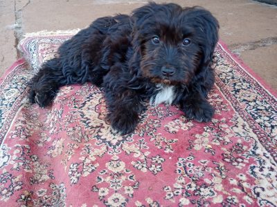 Border Collie – Wellington