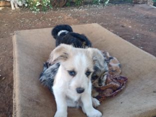 Border Collie – Wellington