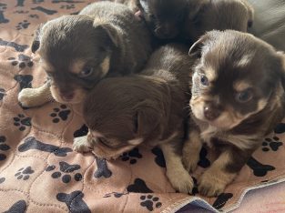 Chihuahua – Innes Park