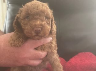 Toy Poodle – Anthony Henderson