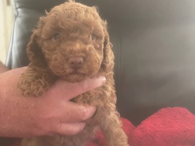 Toy Poodle – Anthony Henderson