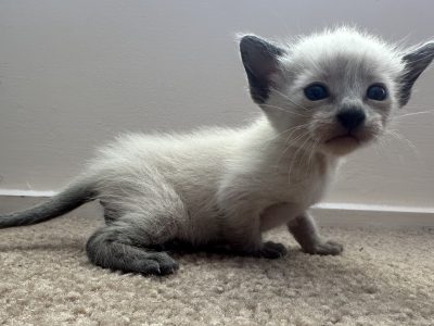 Tonkinese Cat – Cobram