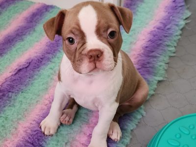 Boston Terrier – Braidoch Boston Terriers