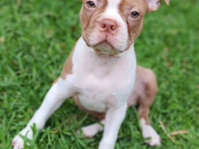 Boston Terrier – Braidoch Boston Terriers