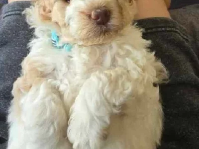 Spoodle – Tuggerah