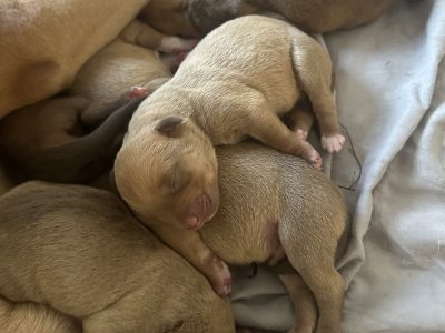 Rottweiler – Pallara