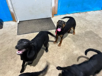 Australian Kelpie – Newry