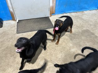Australian Kelpie – Newry