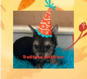 Yorkshire Terrier – Rooty Hill