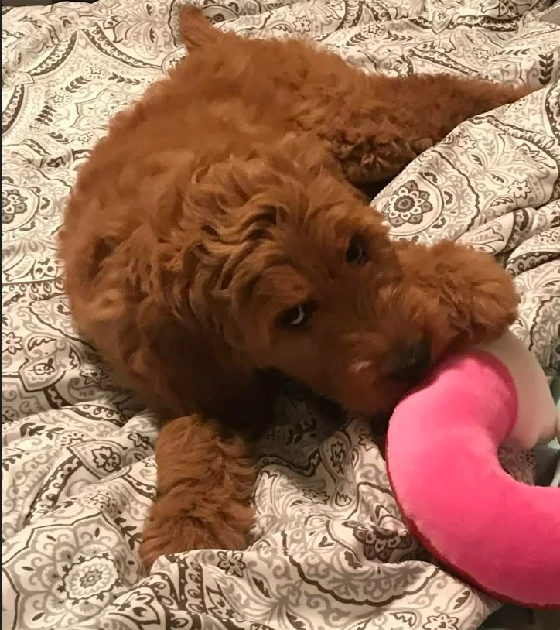 Groodle Yass PetsForHomes