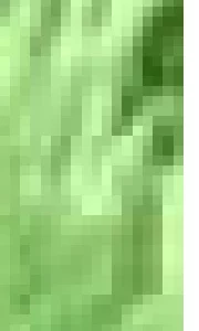 Australian Kelpie – Emmaville