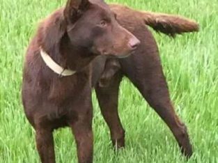 Australian Kelpie – Emmaville