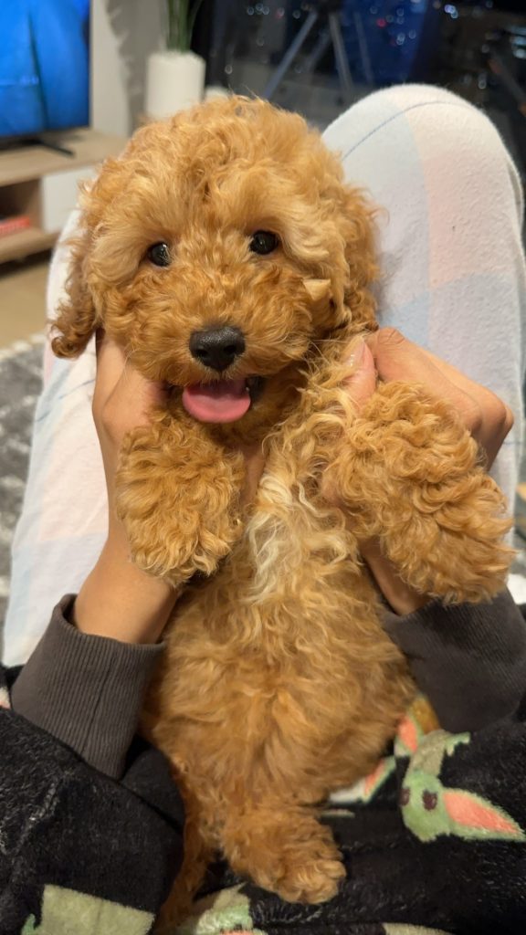 Cavoodle Liverpool PetsForHomes