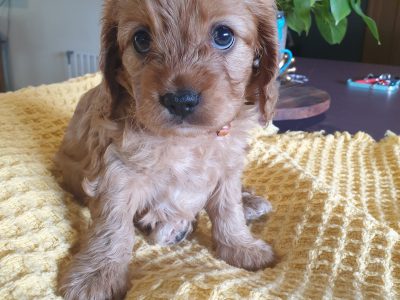 Cavoodle – Drumborg