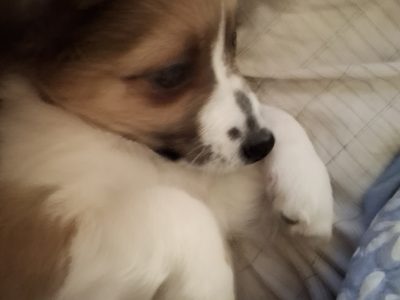 Papillon – Michelle