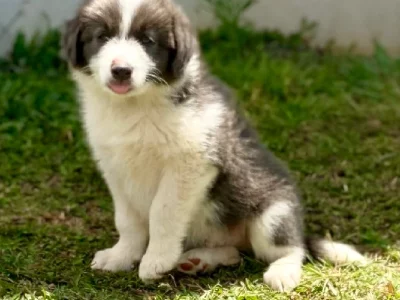 Border Collie – Mareeba