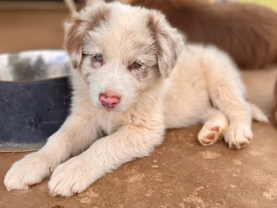 Border Collie – Mareeba