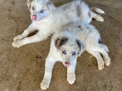 Border Collie – Mareeba