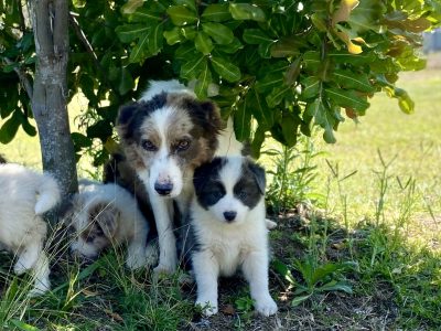 Border Collie – Mareeba