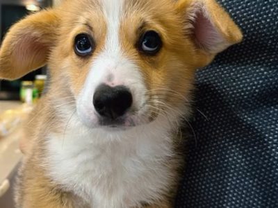 Corgi – Caroline Springs