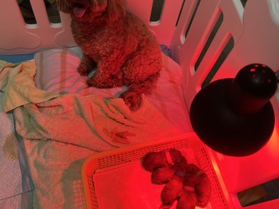 Cavoodle – Bardwell Park