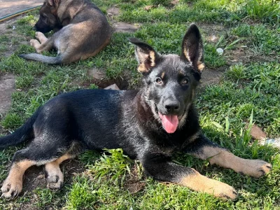 German Shepherd – East Melbourne