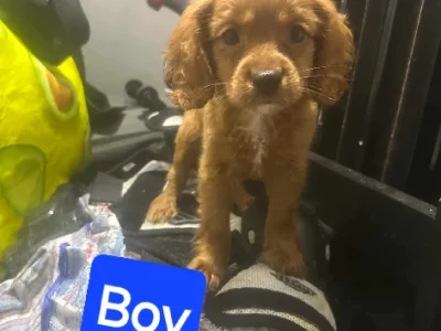 Cavoodle – Beaudesert