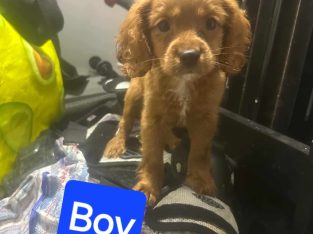 Cavoodle – Beaudesert