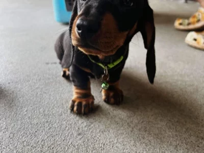 Dachshund – Miles
