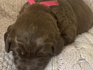 Labradoodle – Macclesfield