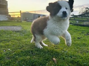 Saint Bernard – Mirboo North