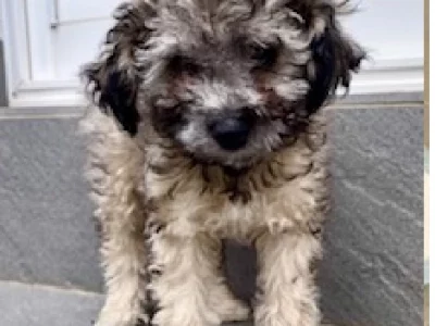 Bichoodle – Brighton-Le-Sands