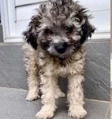 Bichoodle – Brighton-Le-Sands