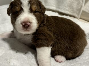 Australian Shepherd – Newcastle