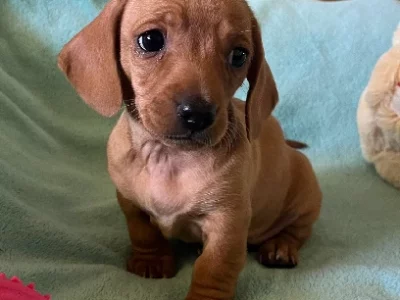 Dachshund – Kemps Creek