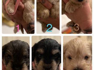 Schnoodle – Nemingha