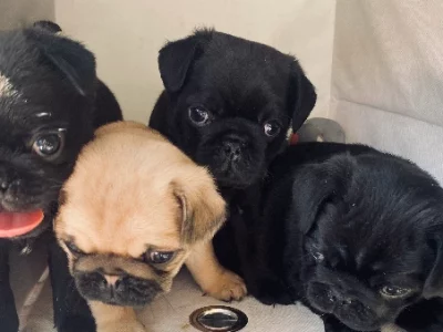 Pug – Evanston Gardens