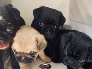 Pug – Evanston Gardens