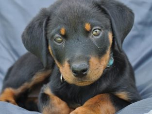 Rottweiler – Leichhardt