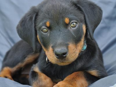 Rottweiler – Leichhardt