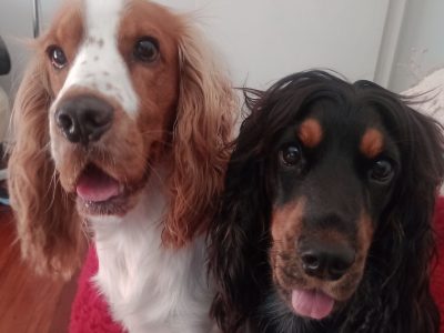 Cocker Spaniel – Scarborough