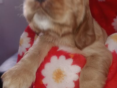 Cocker Spaniel – Scarborough