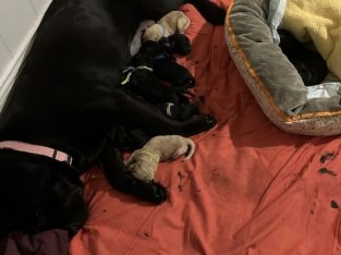 Labradoodle – Paddington