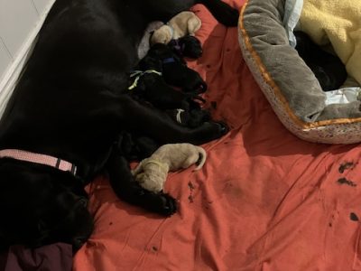 Labradoodle – Paddington