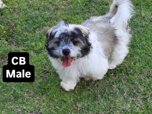 Maltese Shih Tzu – Goomeri
