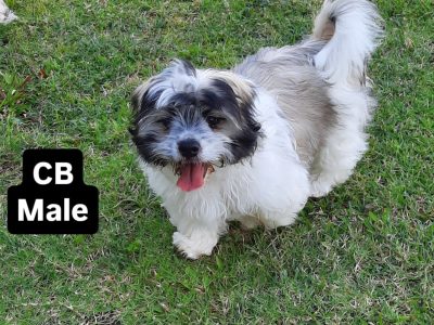 Maltese Shih Tzu – Goomeri