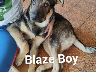 German Shepherd – Cairns