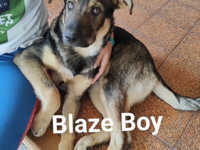 German Shepherd – Cairns