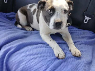 Staffordshire Bull Terrier – Golden Beach