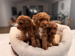 Cavoodle – Warragul